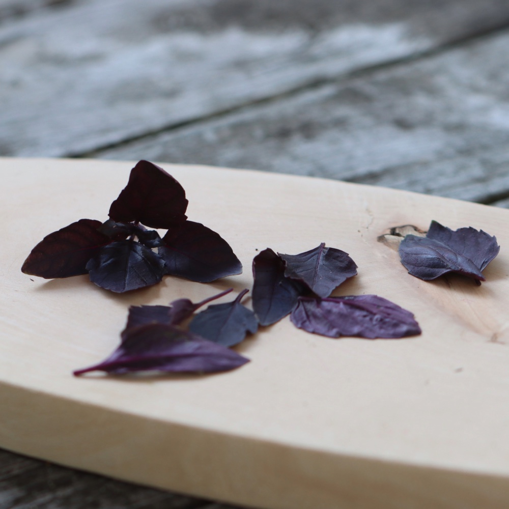 Homefarming Basilikum rotblättrig