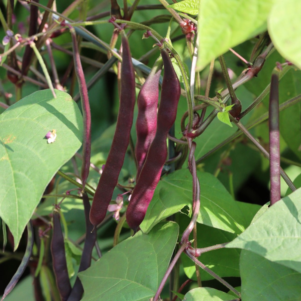Homefarming Erbse Blauwschokker
