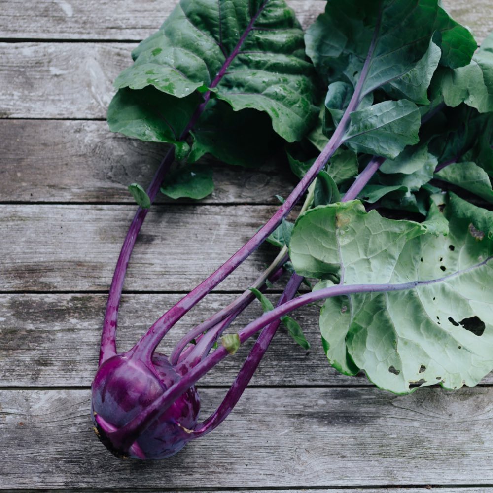 Homefarming Kohlrabi lila