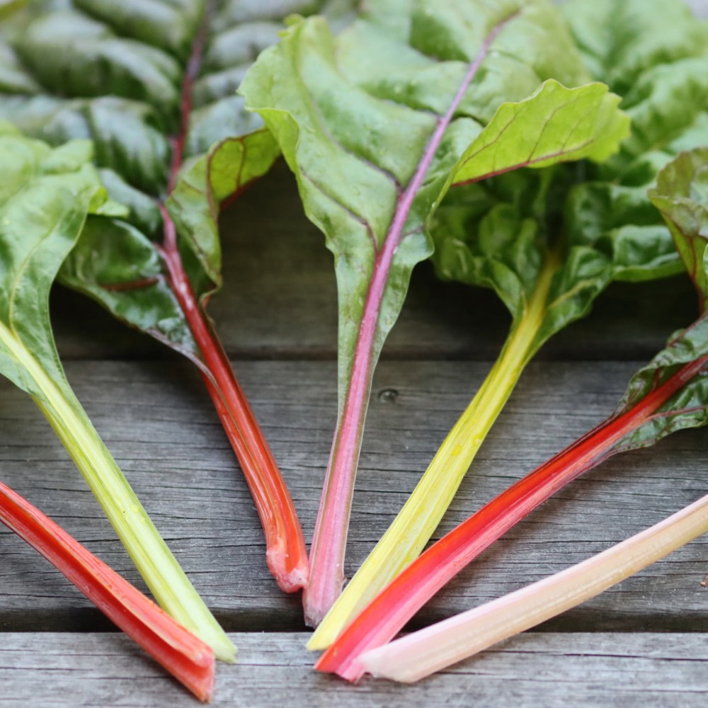 Homefarming Mangold Fireworks