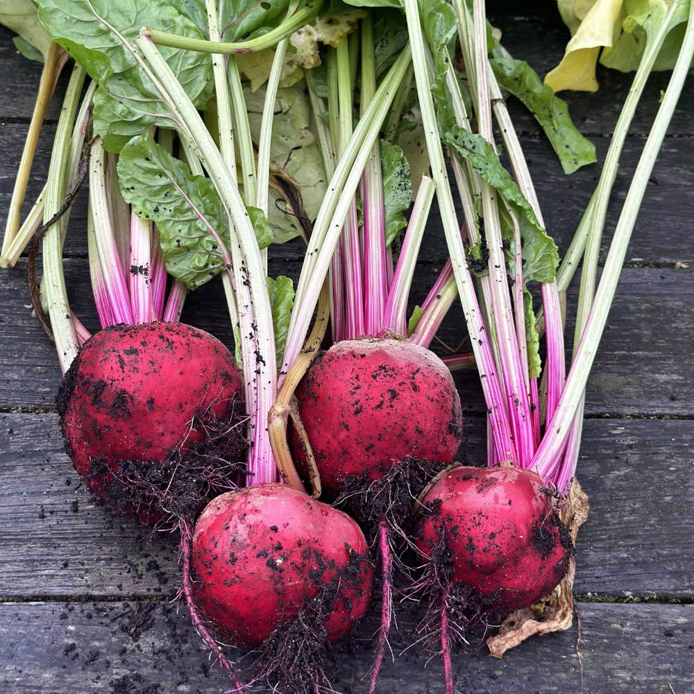 Homefarming rote bete Chioggia