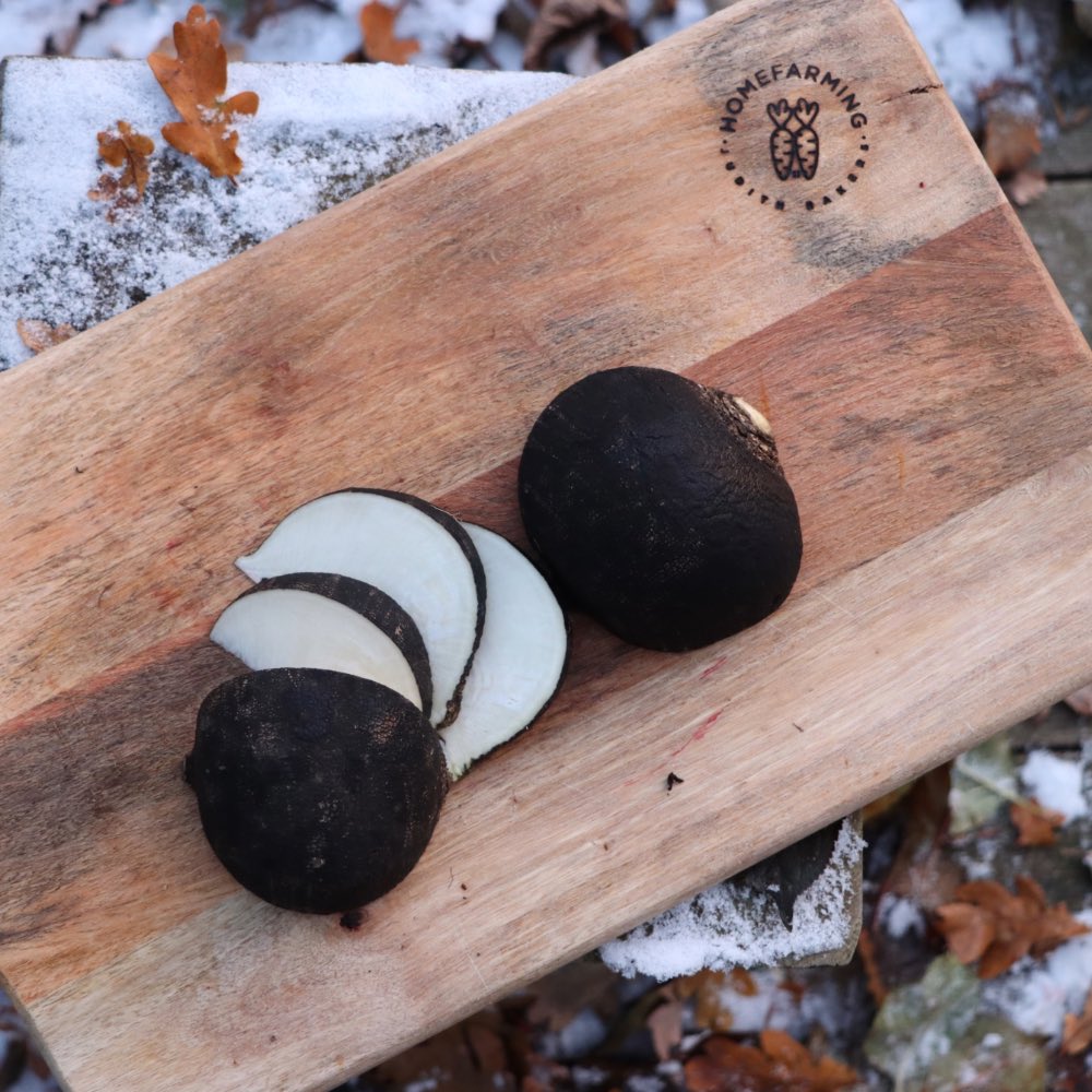 Homefarming schwarzer Rettich