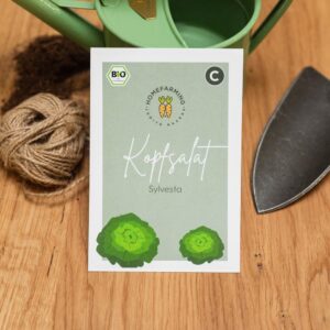 Kopfsalat Sylvesta