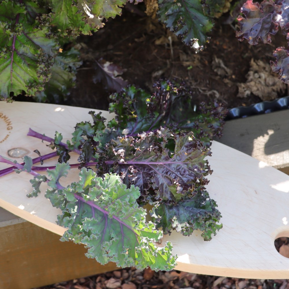 Homefarming Grünkohl Rosco