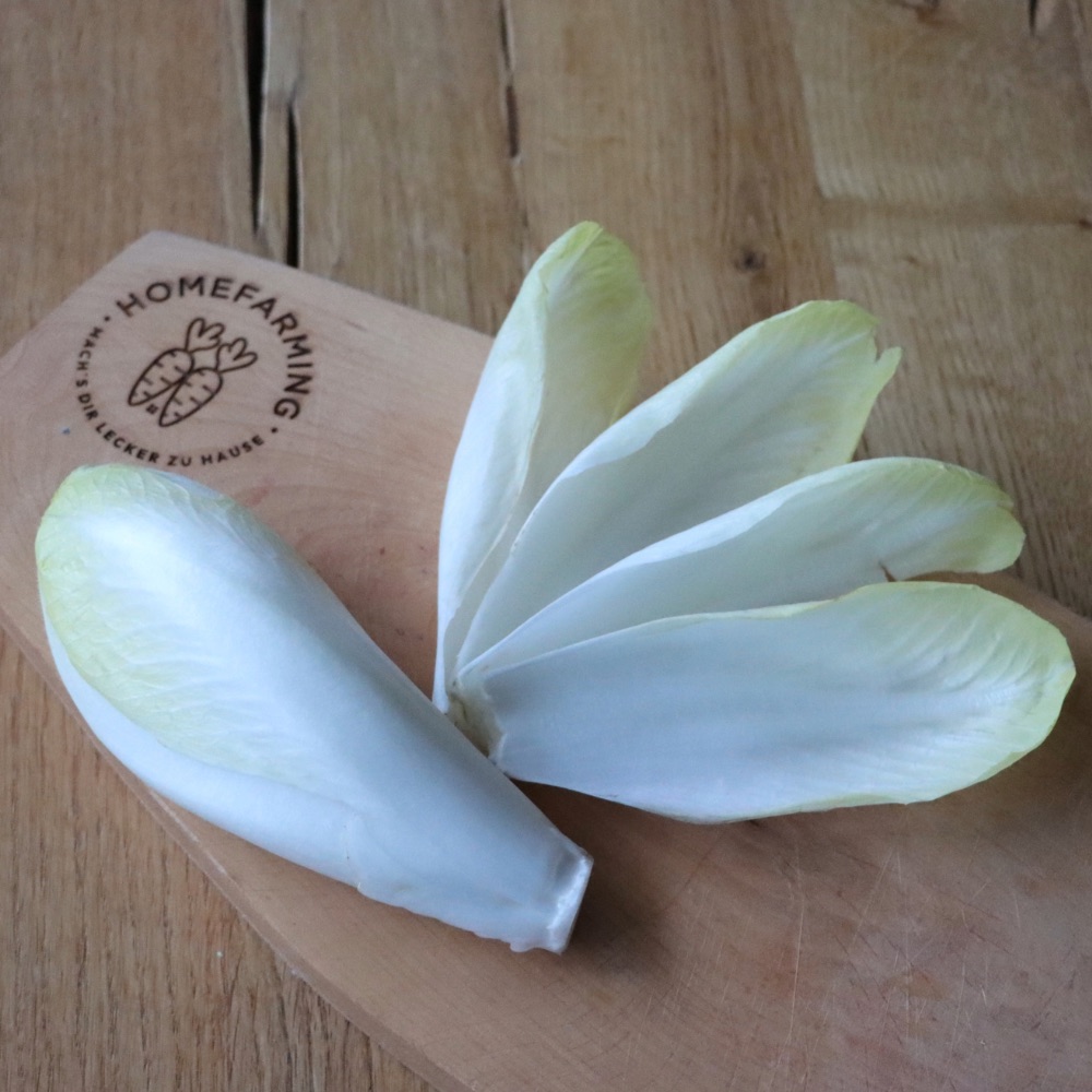 Homefarming Chicorée Macun