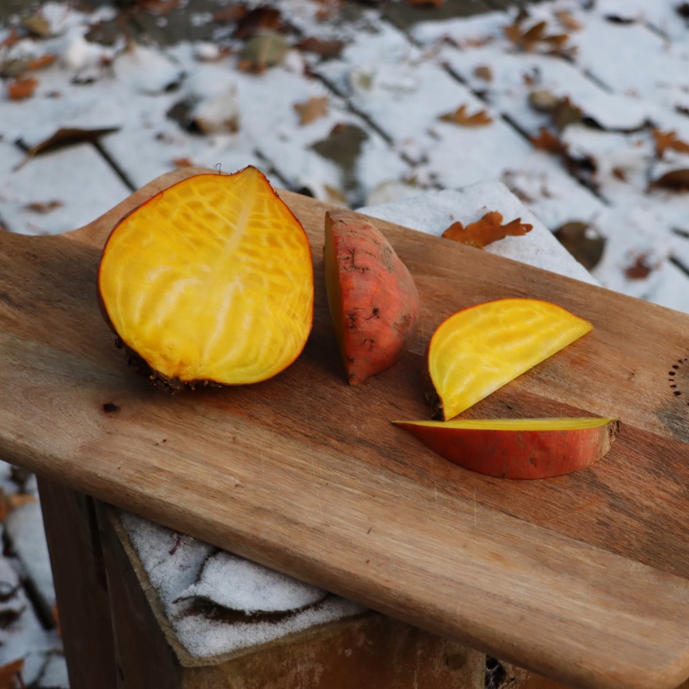 Homefarming gelbe Bete Burpees golden