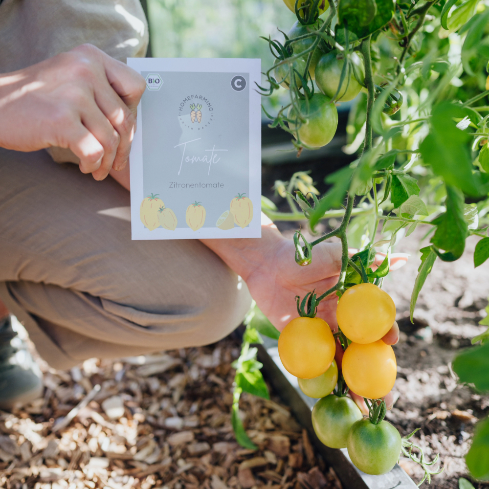 Zitronentomate