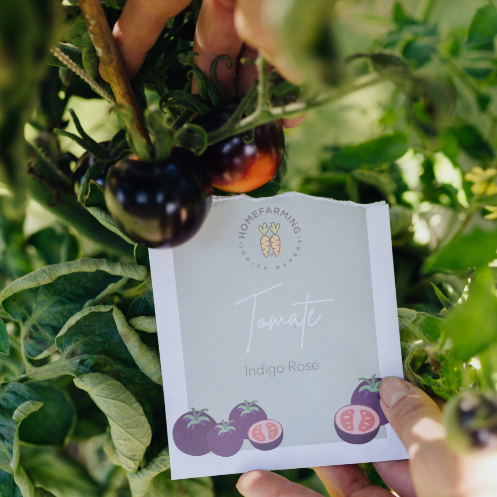 Tomate Indigo Rose