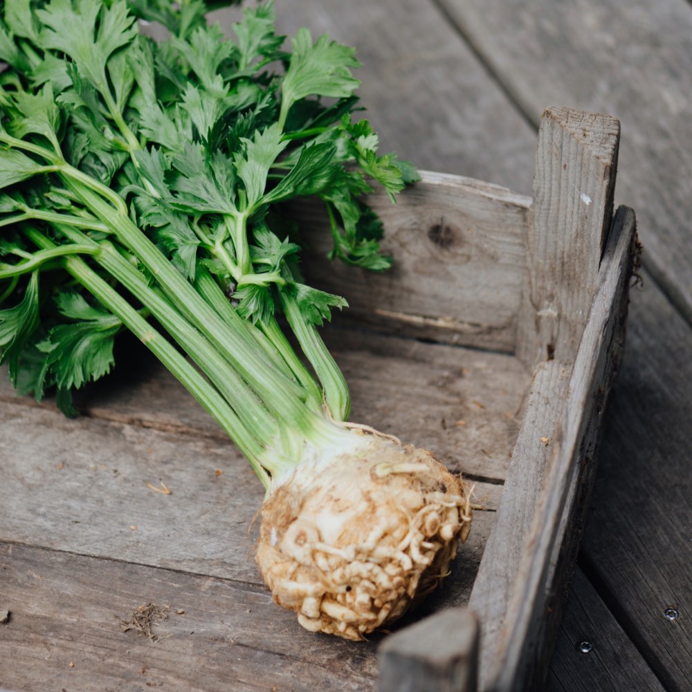 Homefarming Knollensellerie