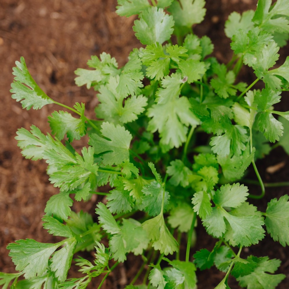 Homefarming Koriander