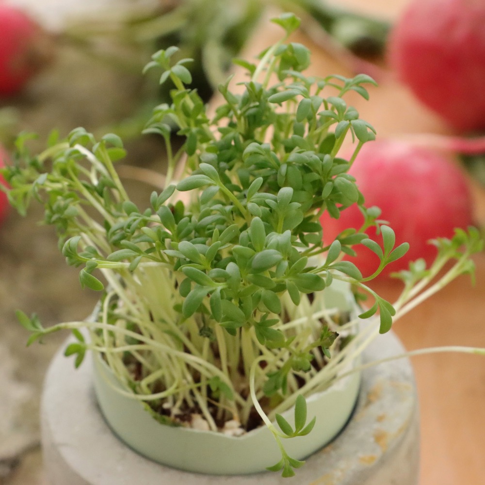 Homefarming Kresse cresso