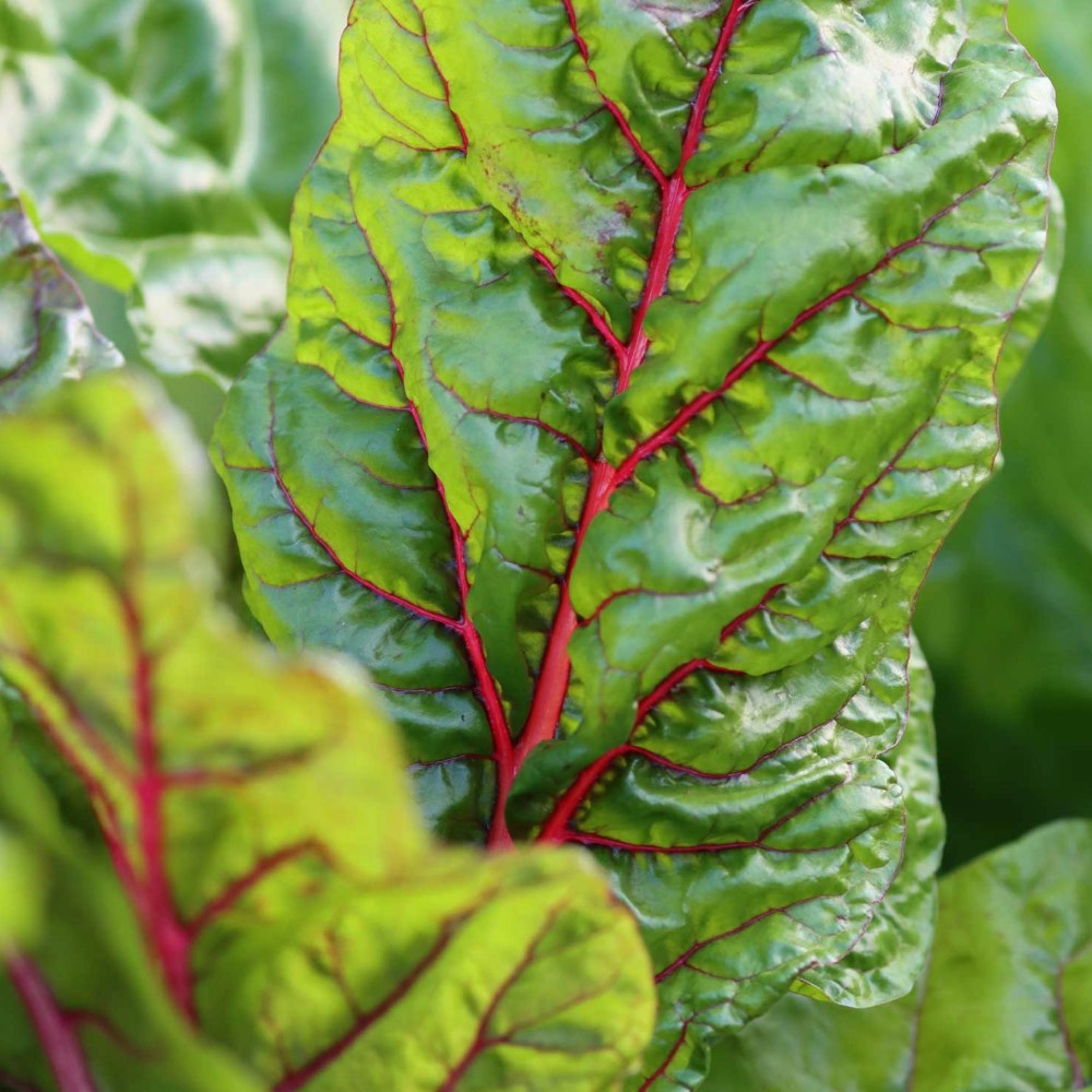 Homefarming Mangold Feurio