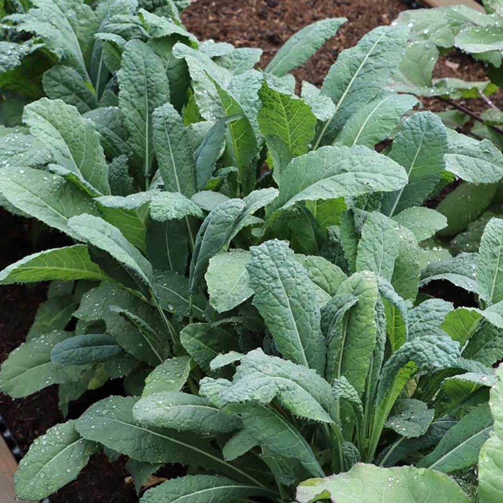 Homefarming Palmkohl