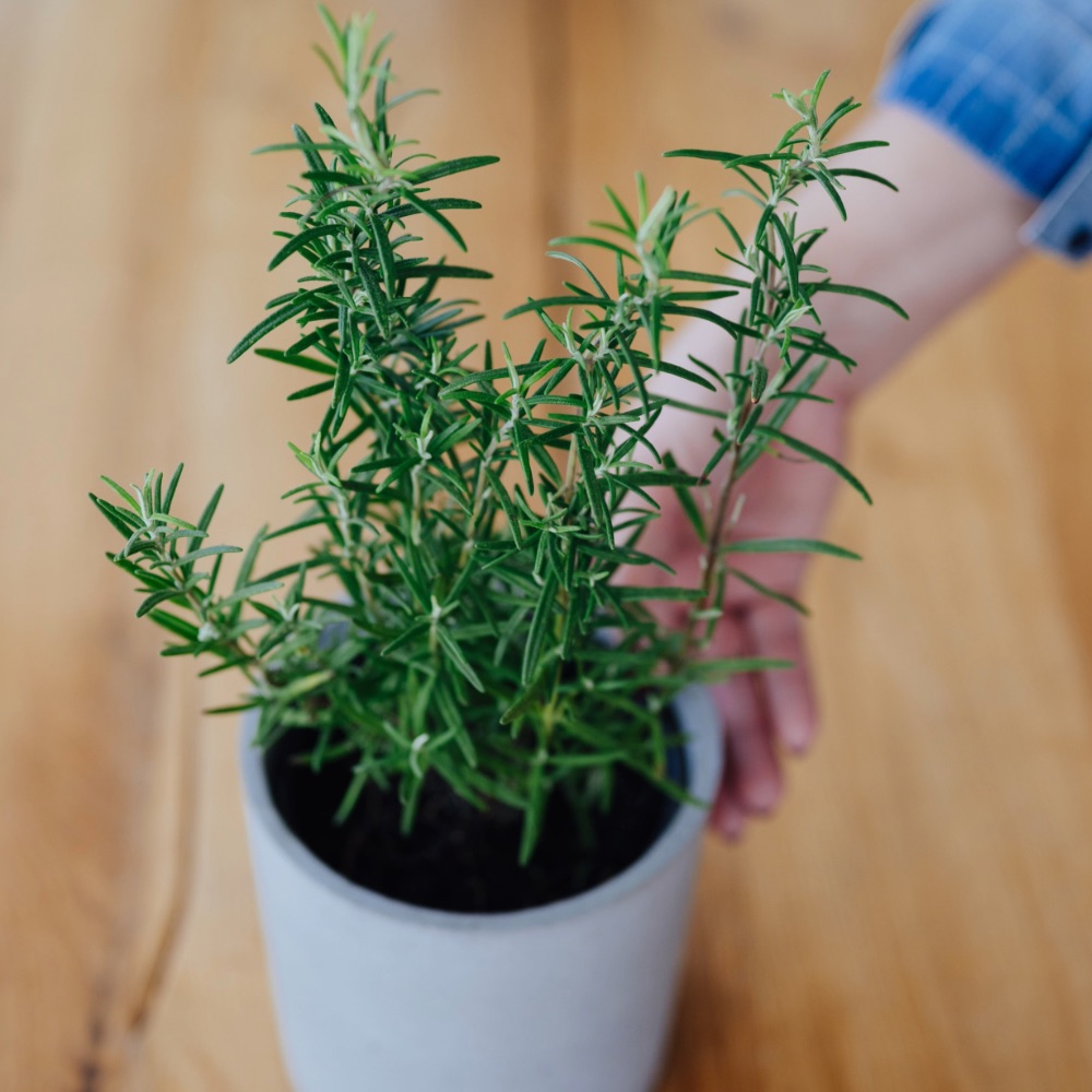 Homefarming Rosmarin