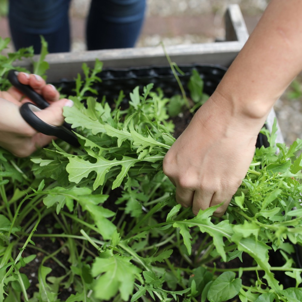 Homefarming Rucola