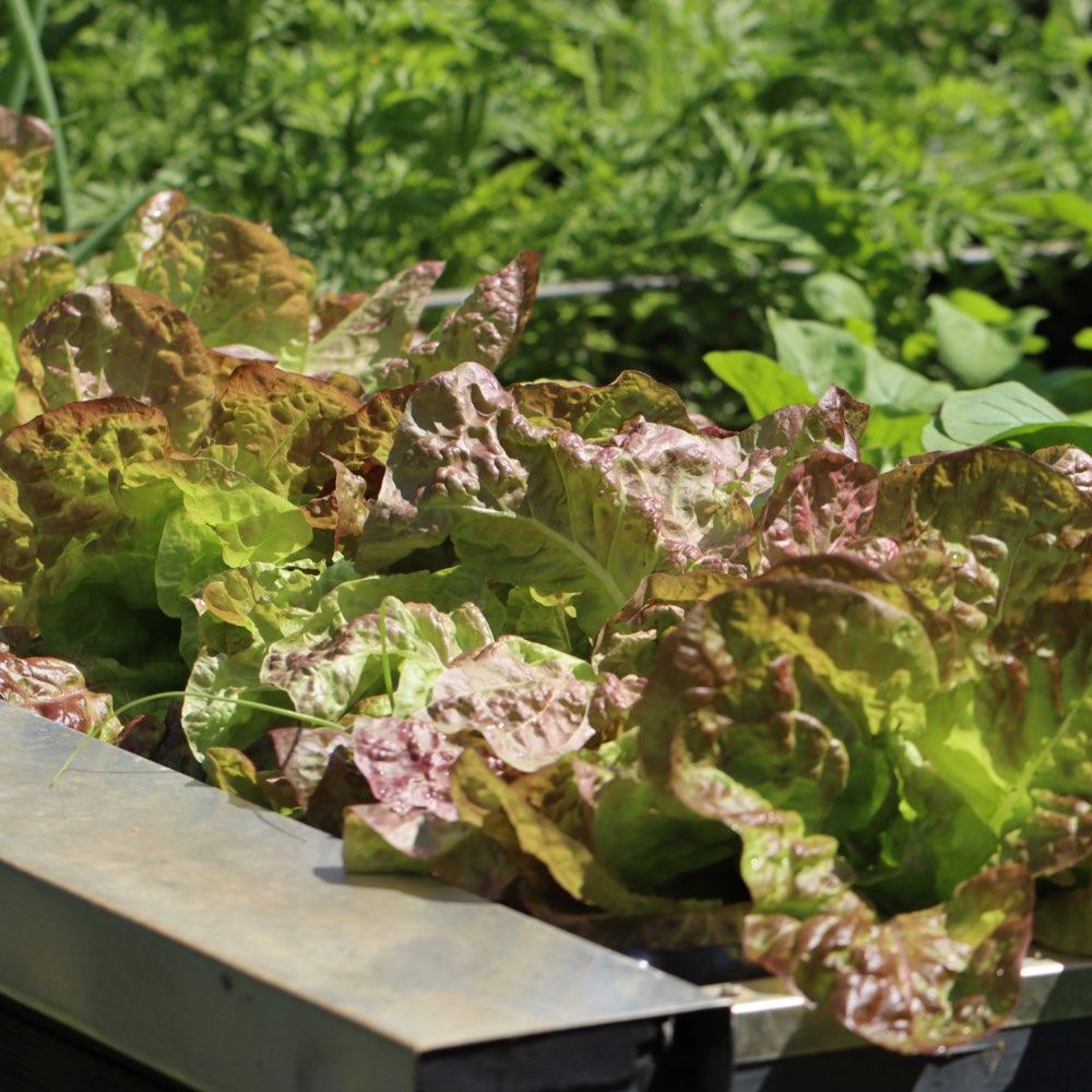 Homefarming roter Butterhäuptl