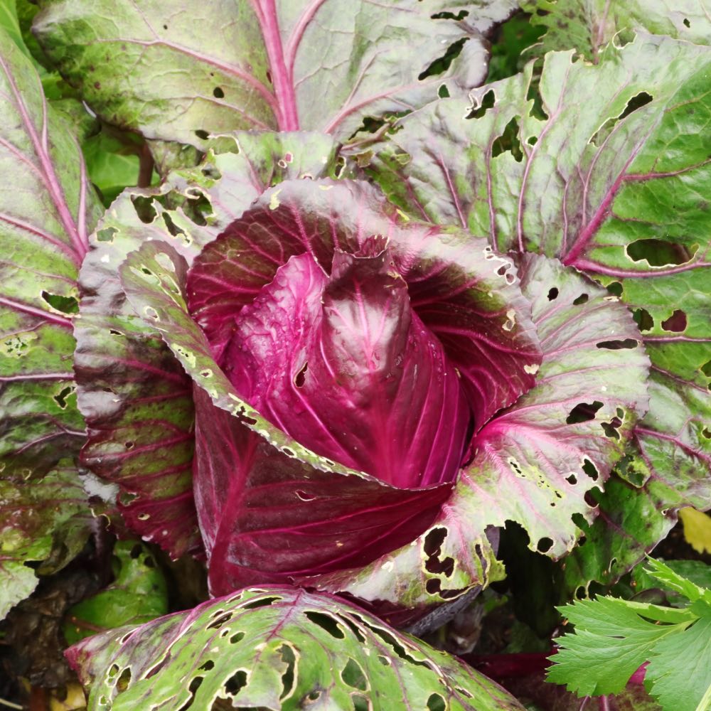 Homefarming Spitzkohl