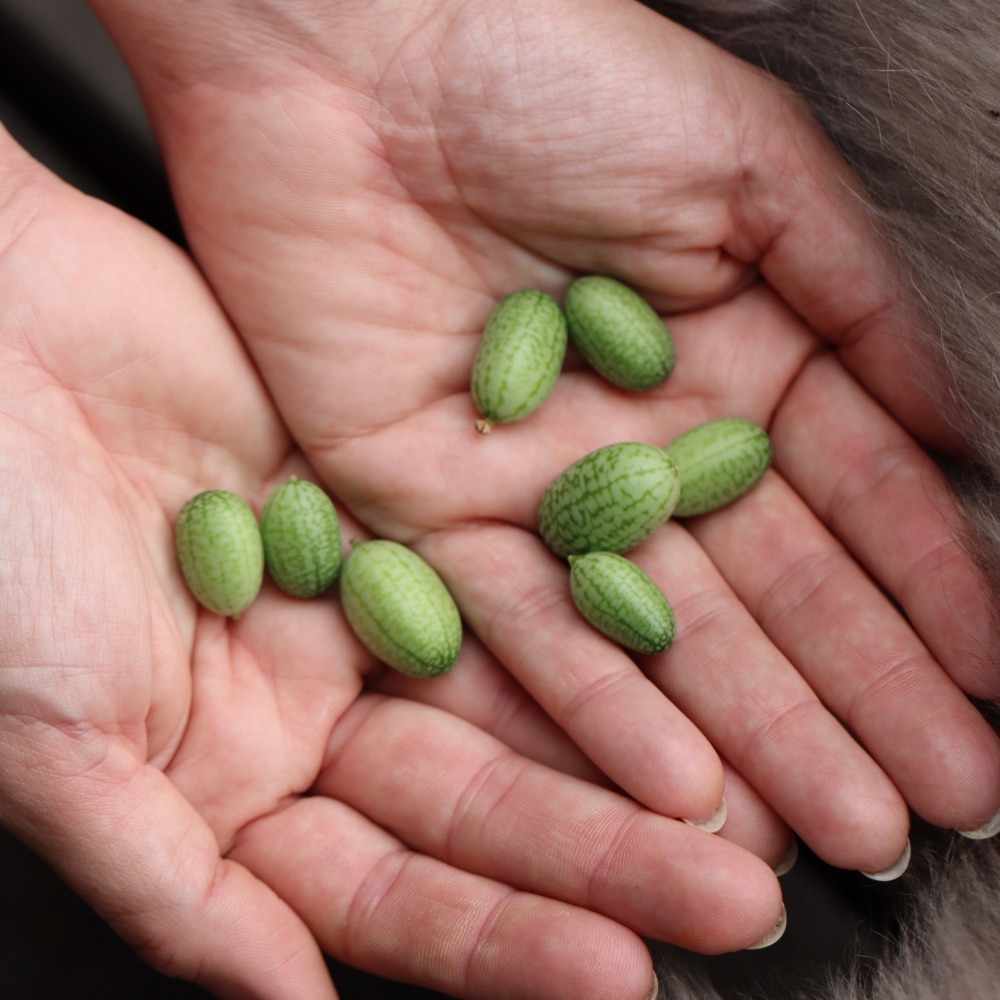 Homefarming mexikanische Minigurke