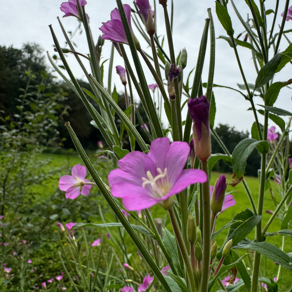 Weidenröschen Blüte
