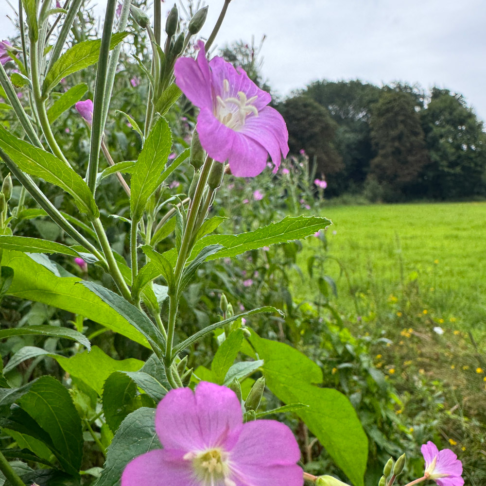 Weidenröschen Blüte 2